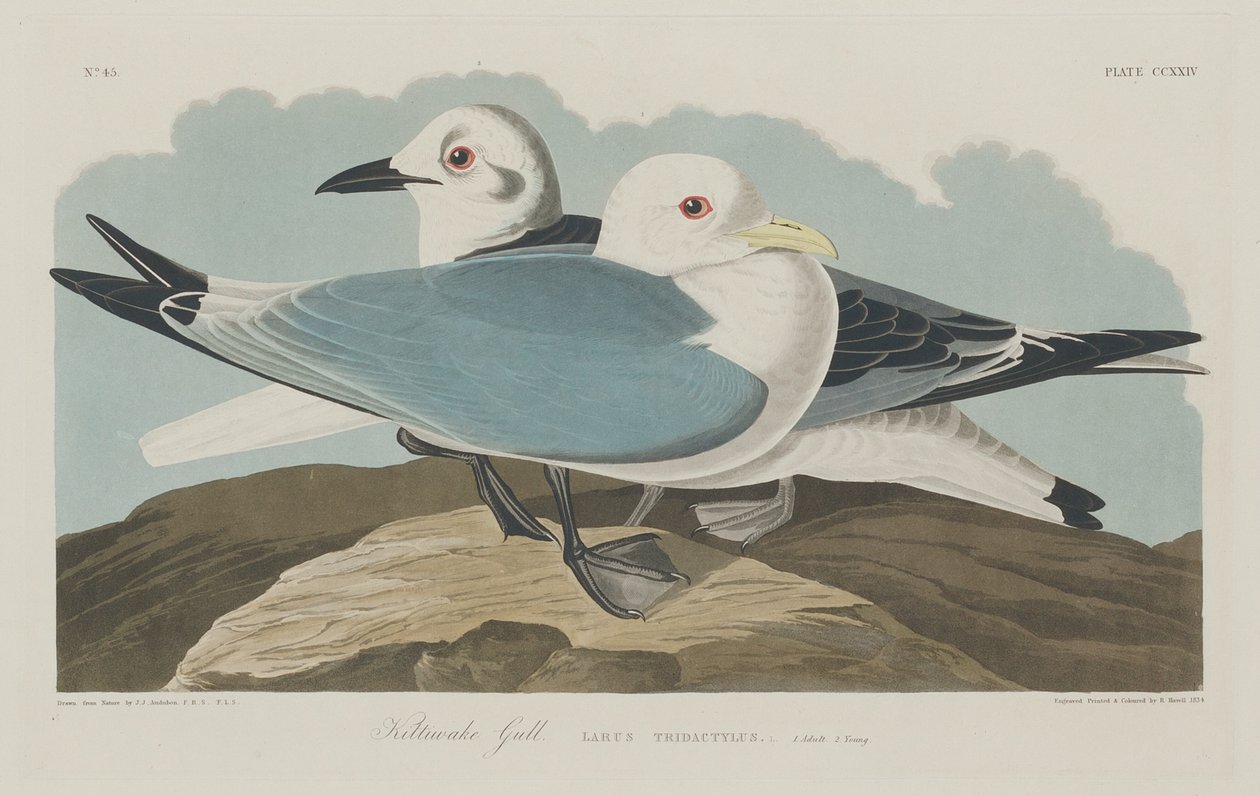 Kittiwake Martı, 1834. by Robert Havell