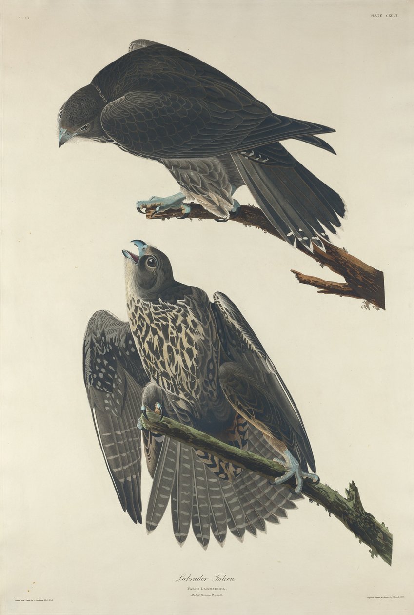 Labrador Şahini, 1834. by Robert Havell