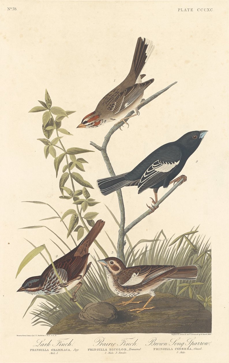 Lark Finch, Prairie Finch ve Brown Song Sparrow, 1837. by Robert Havell