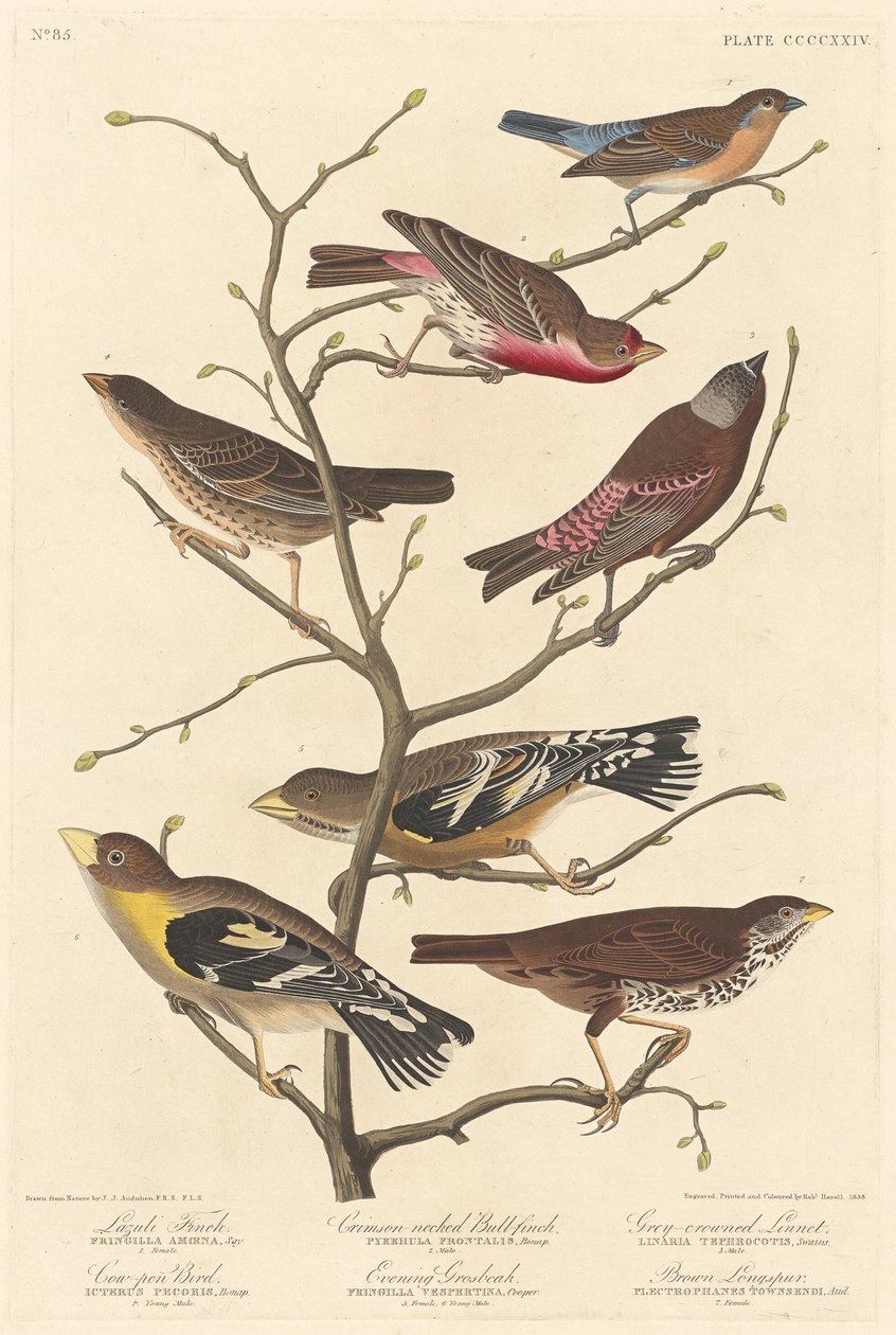 Lazuli Finch, 1838. by Robert Havell