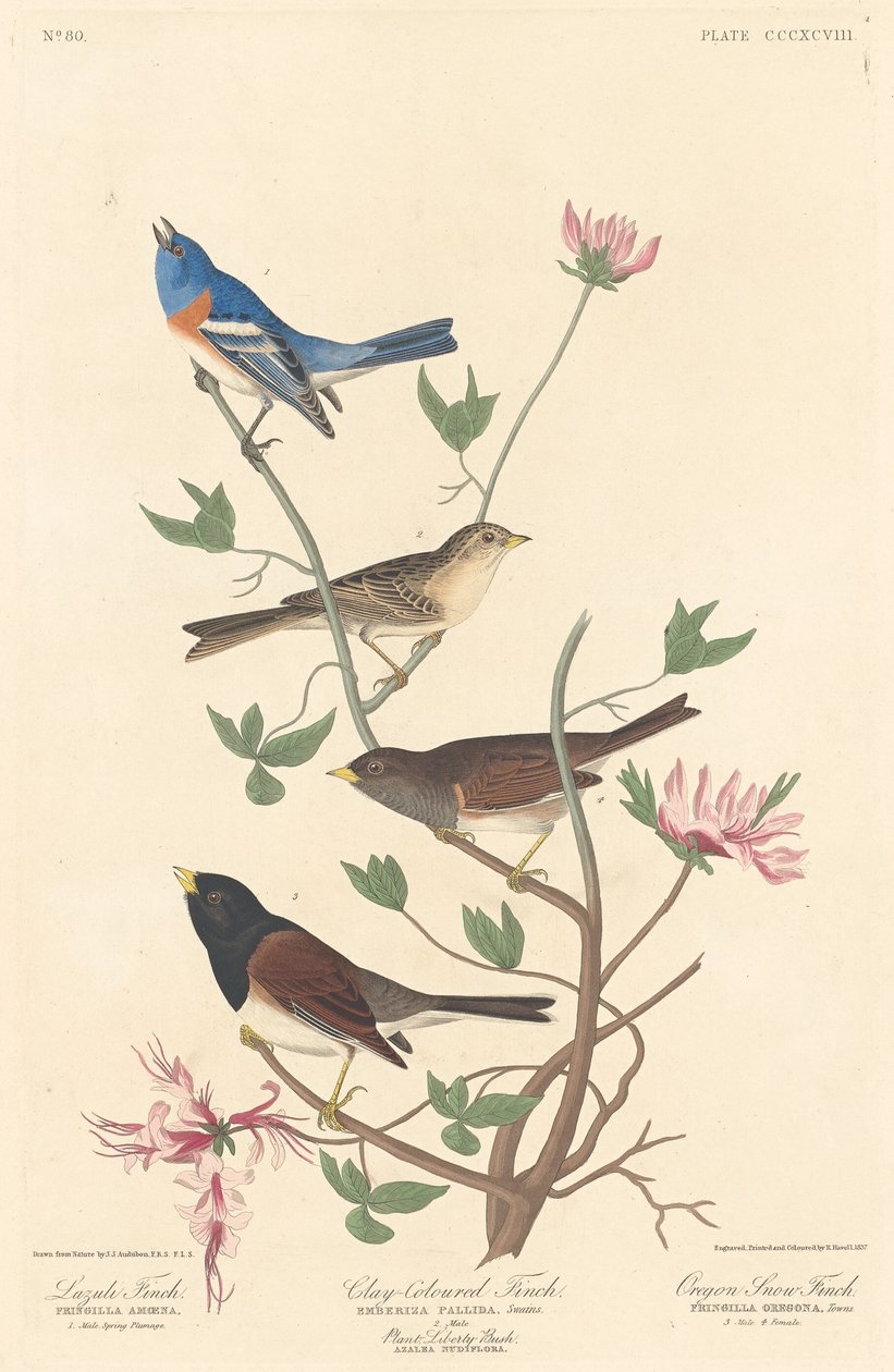 Lazuli Finch, Kil renkli Finch ve Oregon Snow Finch, 1837. by Robert Havell