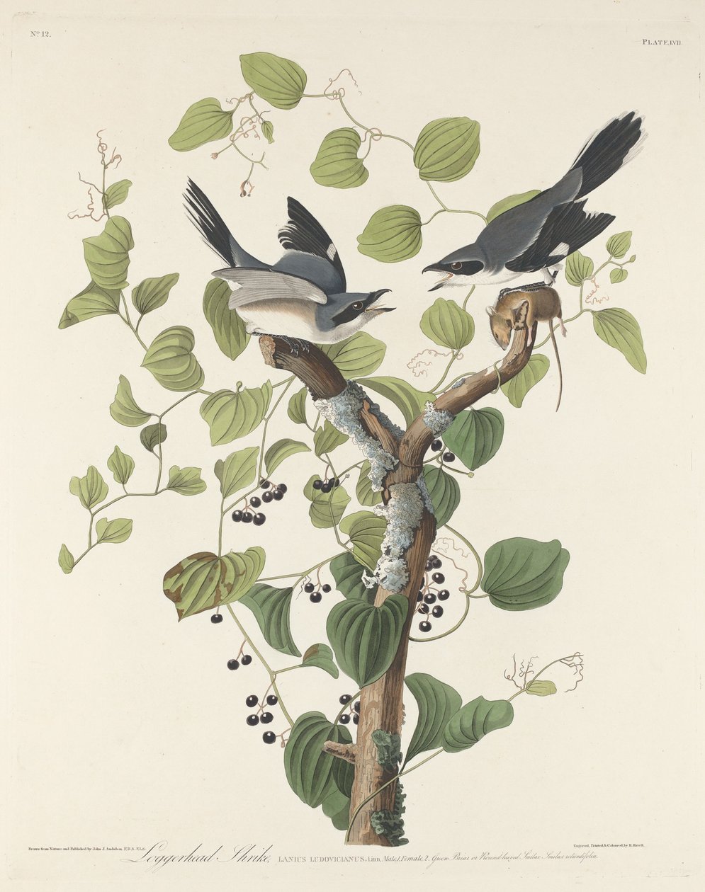 Caretta Shrike, 1829. by Robert Havell