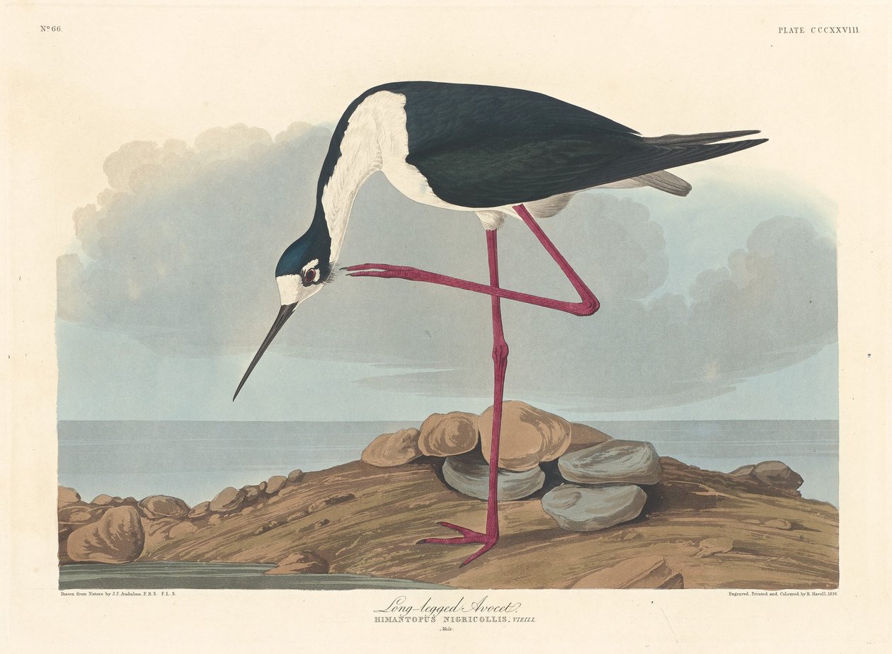 Uzun bacaklı Avocet, 1836. by Robert Havell