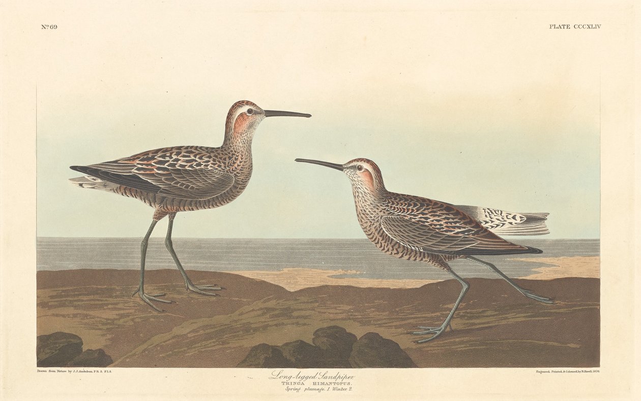Uzun bacaklı Sandpiper, 1836. by Robert Havell