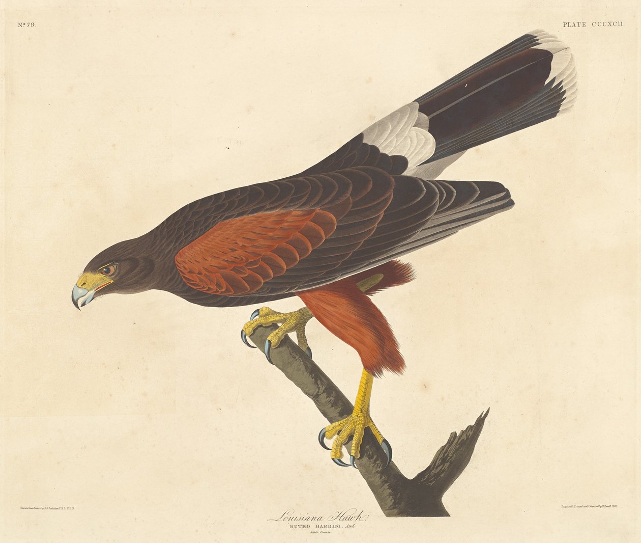 Louisiana Şahin, 1837. by Robert Havell