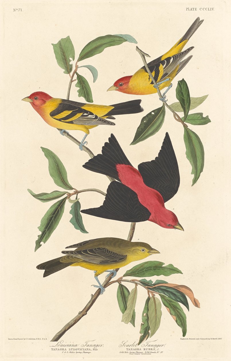 Louisiana Tanager ve Scarlet Tanager, 1837. by Robert Havell