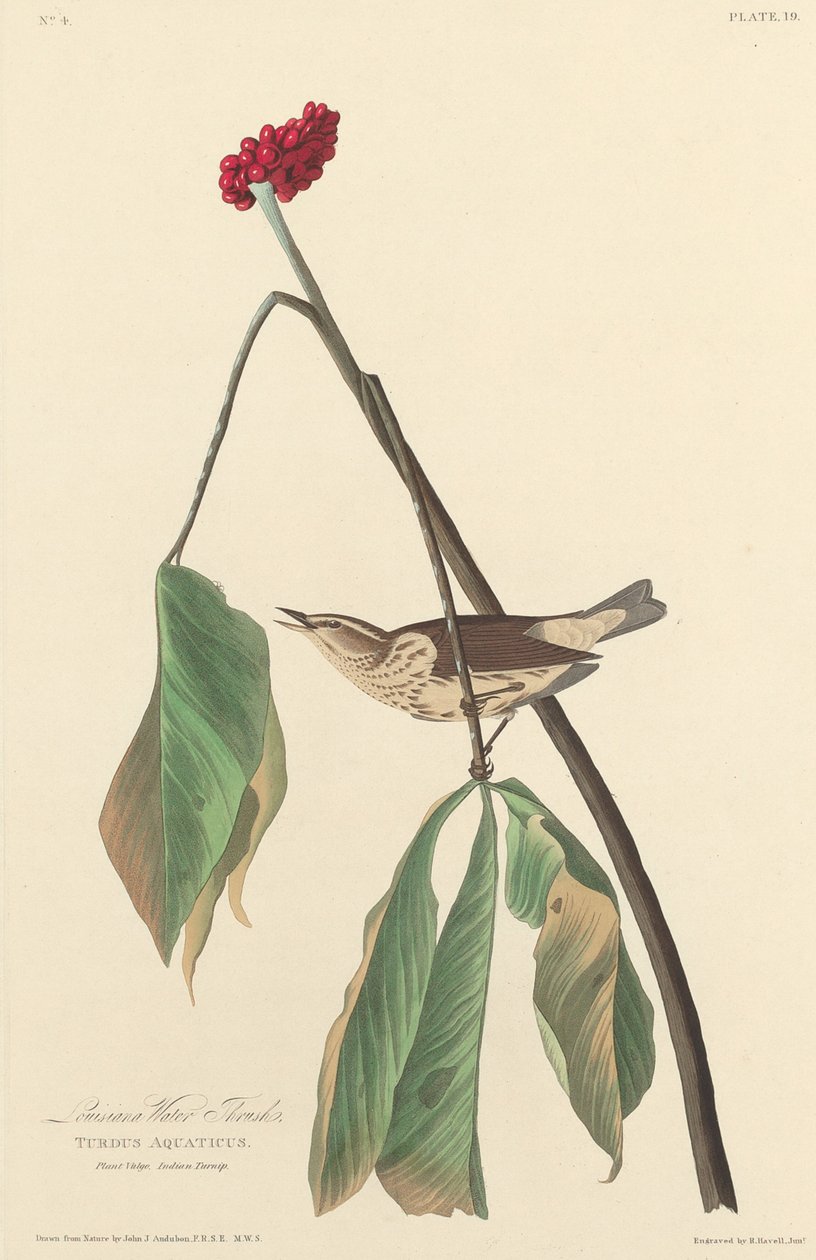 Louisiana Pamukçuk, 1827. by Robert Havell