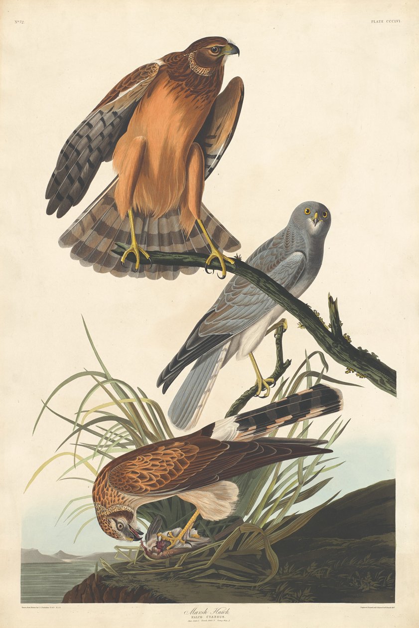 Bataklık Şahini, 1837. by Robert Havell