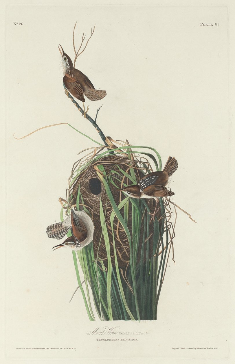 Bataklık Çalıkuşu, 1830. by Robert Havell
