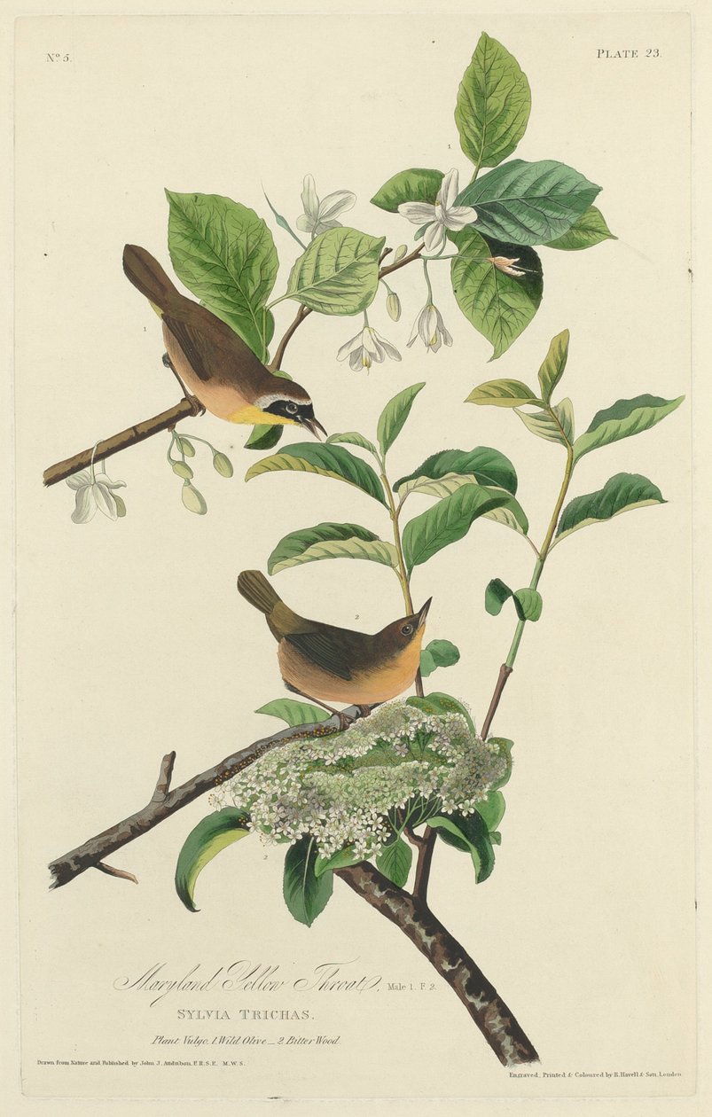 Maryland Sarı Boğaz, 1827. by Robert Havell
