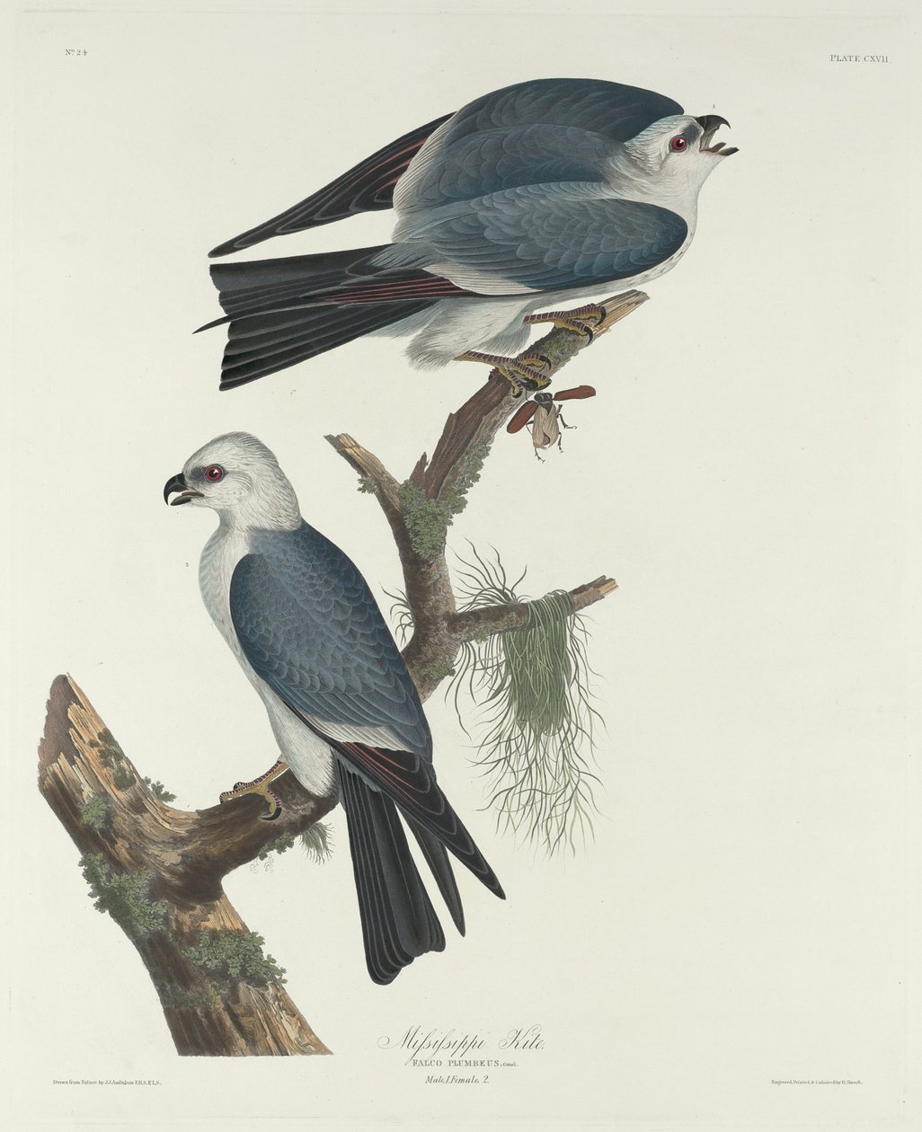 Mississippi Uçurtması, 1831. by Robert Havell