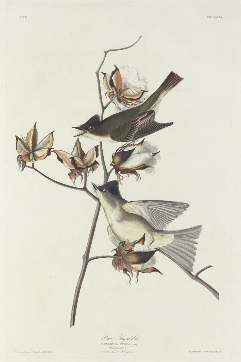 Pewit Sinekkapan, 1831. by Robert Havell