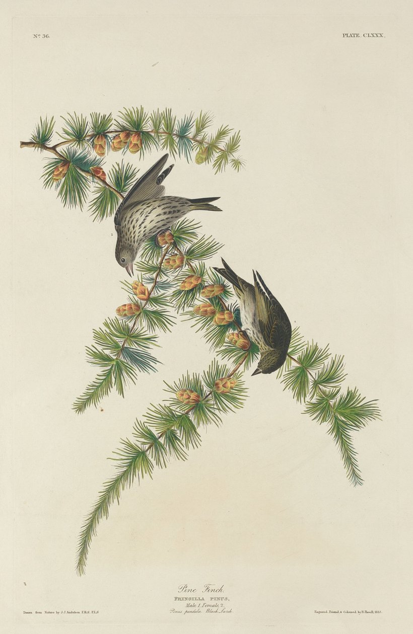 Çam Finch, 1833. by Robert Havell