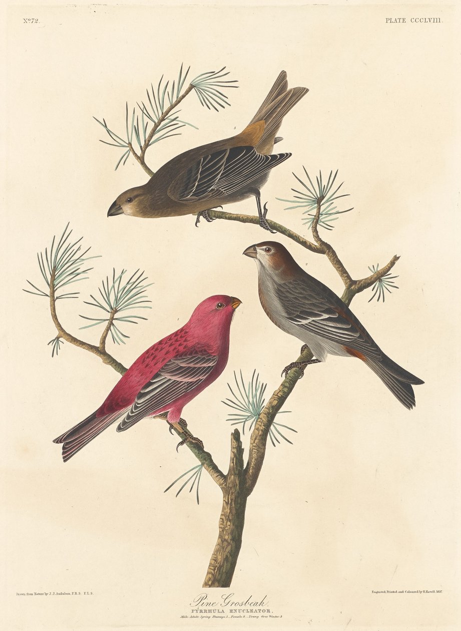 Çam Grosbeak, 1837. by Robert Havell