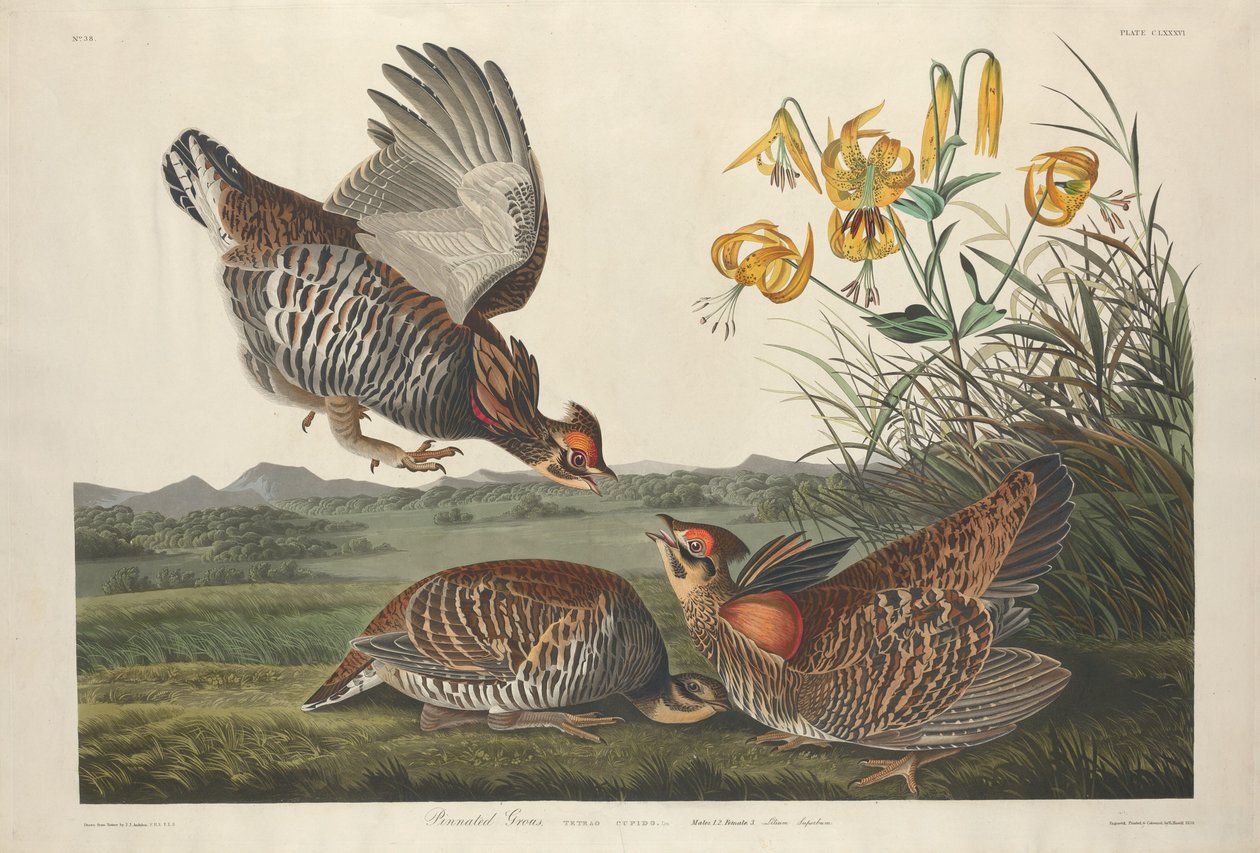 İğnelenmiş Grous, 1834. by Robert Havell