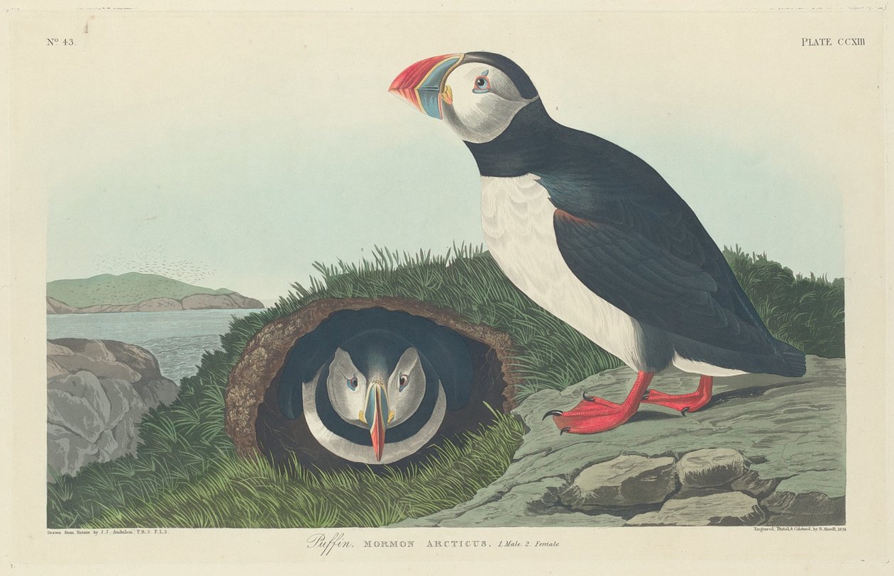 Puffin, 1834. by Robert Havell