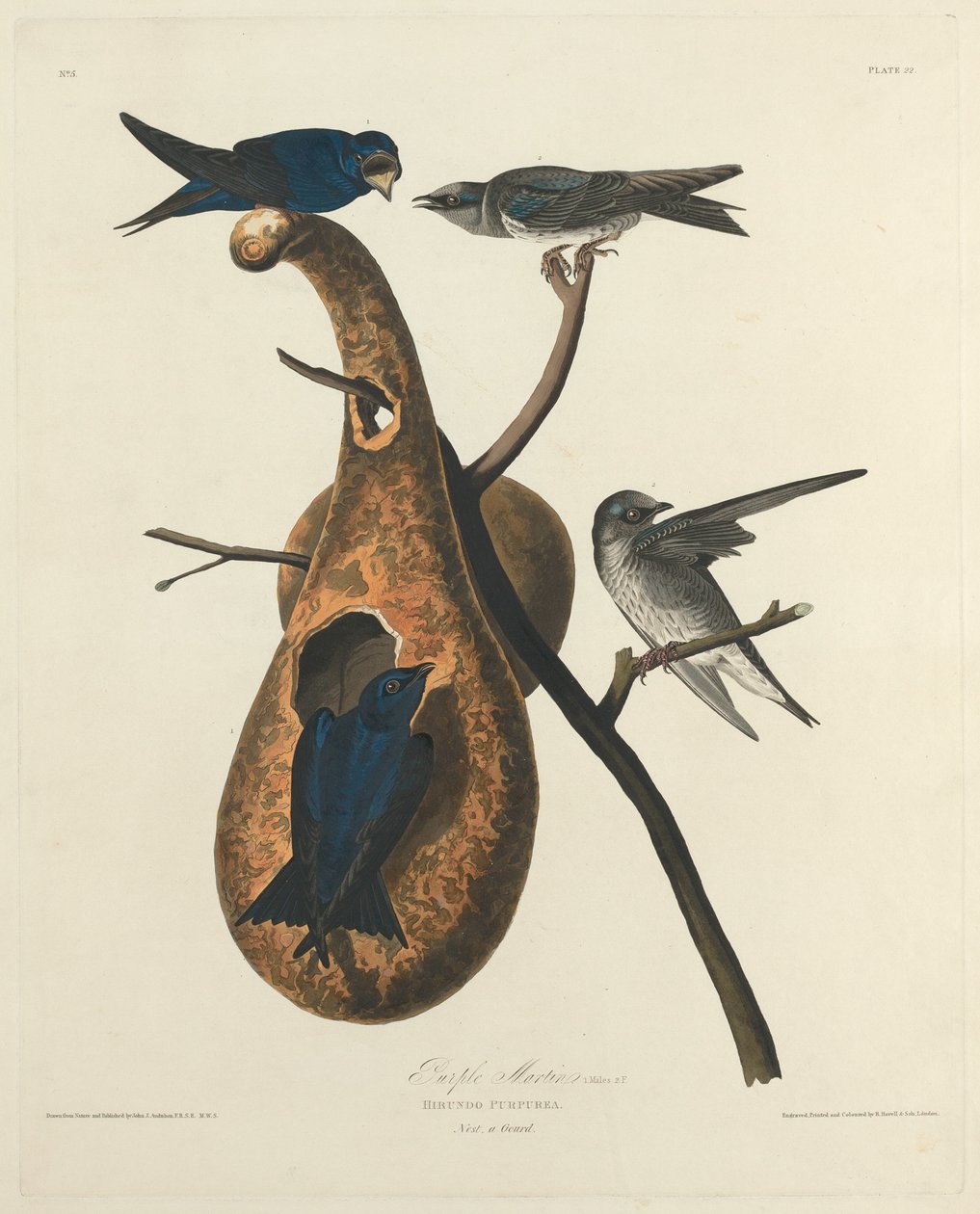 Mor Martin, 1827. by Robert Havell
