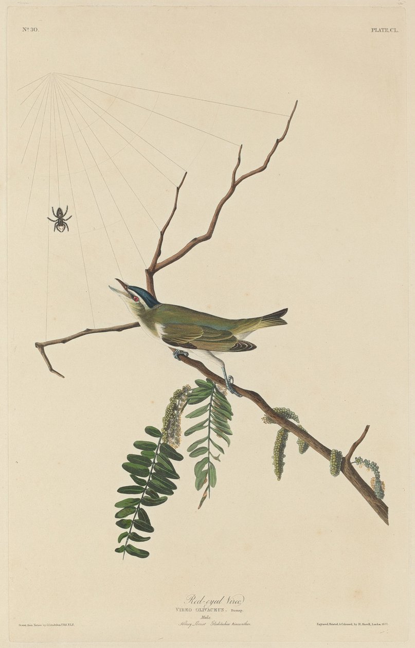 Kırmızı Gözlü Vireo, 1832. by Robert Havell
