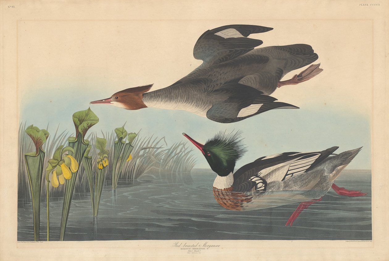 Kızıl göğüslü Merganser, 1838. by Robert Havell