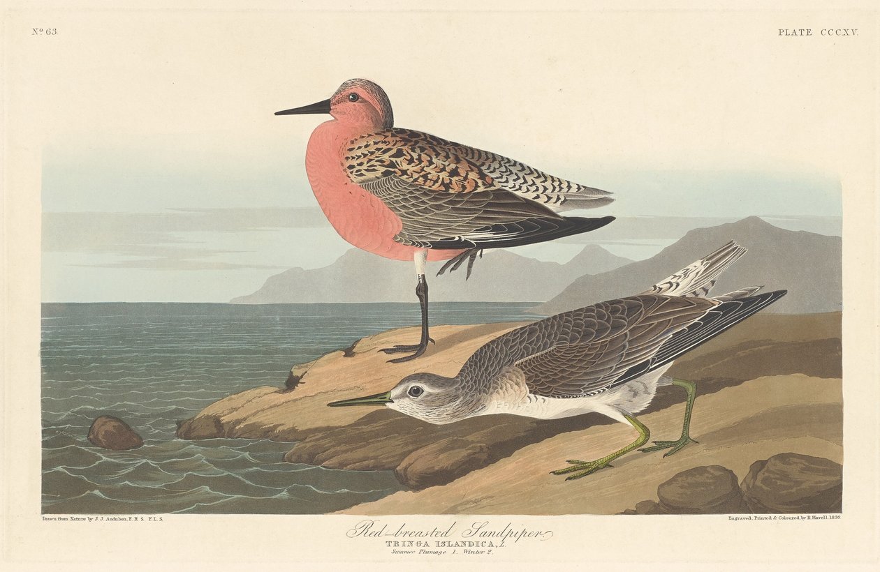 Kızıl Göğüslü Sandpiper, 1836. by Robert Havell