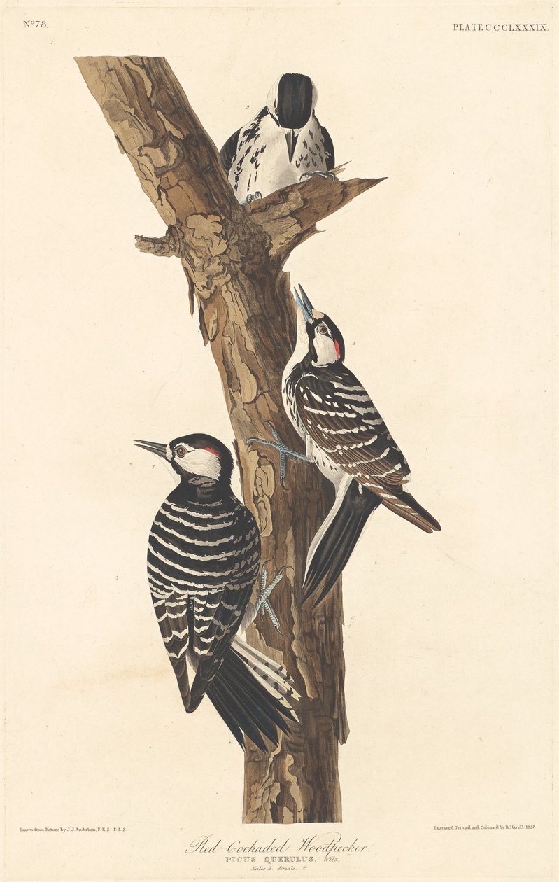 Kızıl kokmuş Ağaçkakan, 1837. by Robert Havell