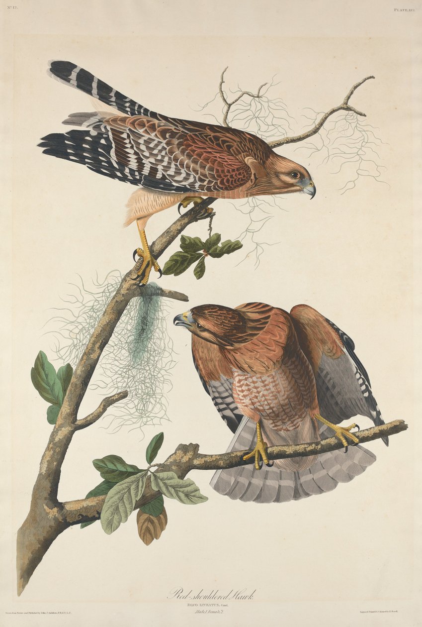 Kırmızı omuzlu Şahin, 1829. by Robert Havell