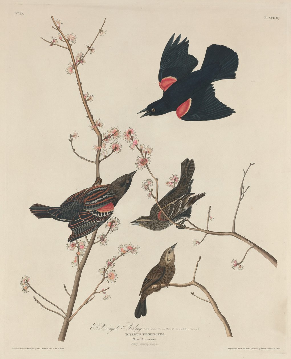 Kızıl Kanatlı Starling, 1829. by Robert Havell
