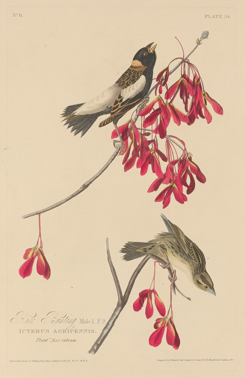 Pirinç Kirazları, 1829. by Robert Havell