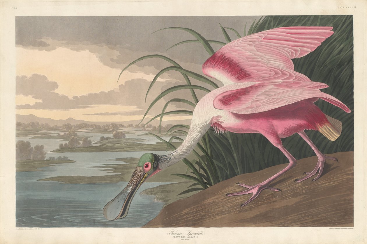Roseate Kaşıkçı, 1836. by Robert Havell