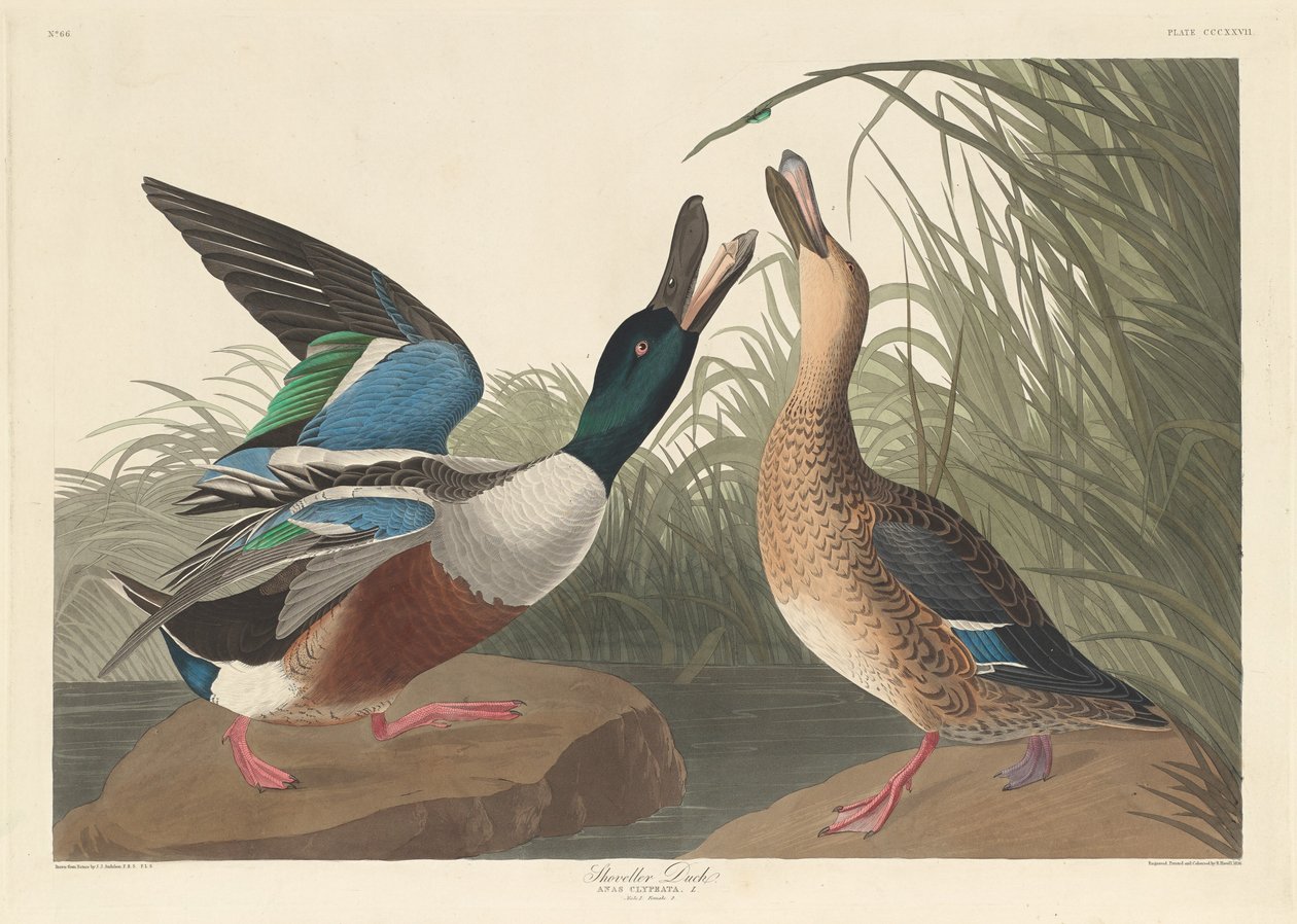 Kürekçi Ördek, 1836. by Robert Havell