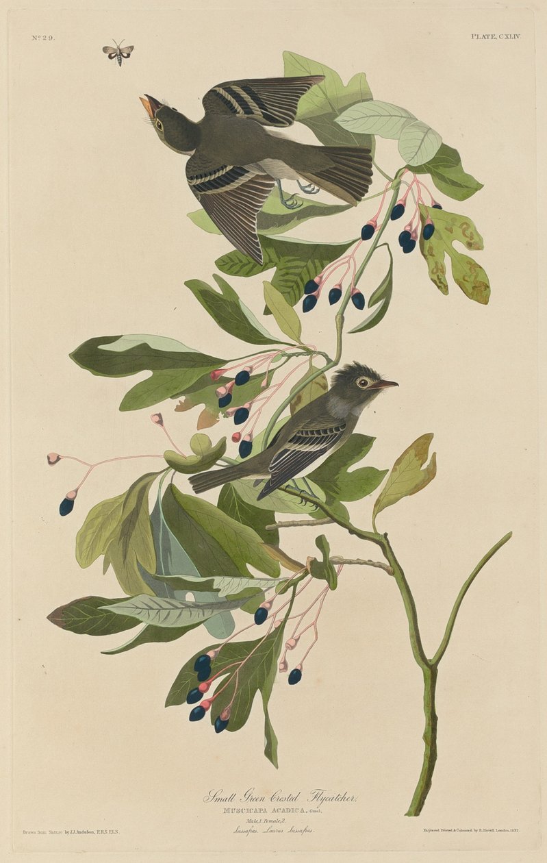 Küçük Yeşil Tepeli Sinekkapan, 1832. by Robert Havell