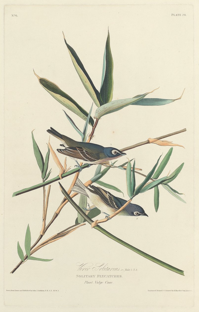Yalnız Sinekkapan, 1828. by Robert Havell