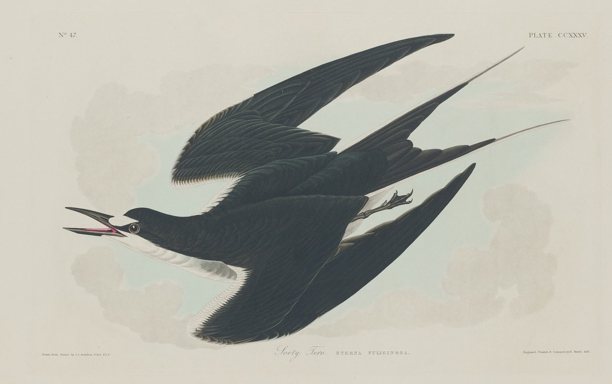 Kurumlu Sumru, 1834. by Robert Havell