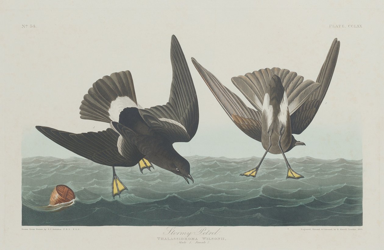 Fırtınalı Petrel, 1835. by Robert Havell
