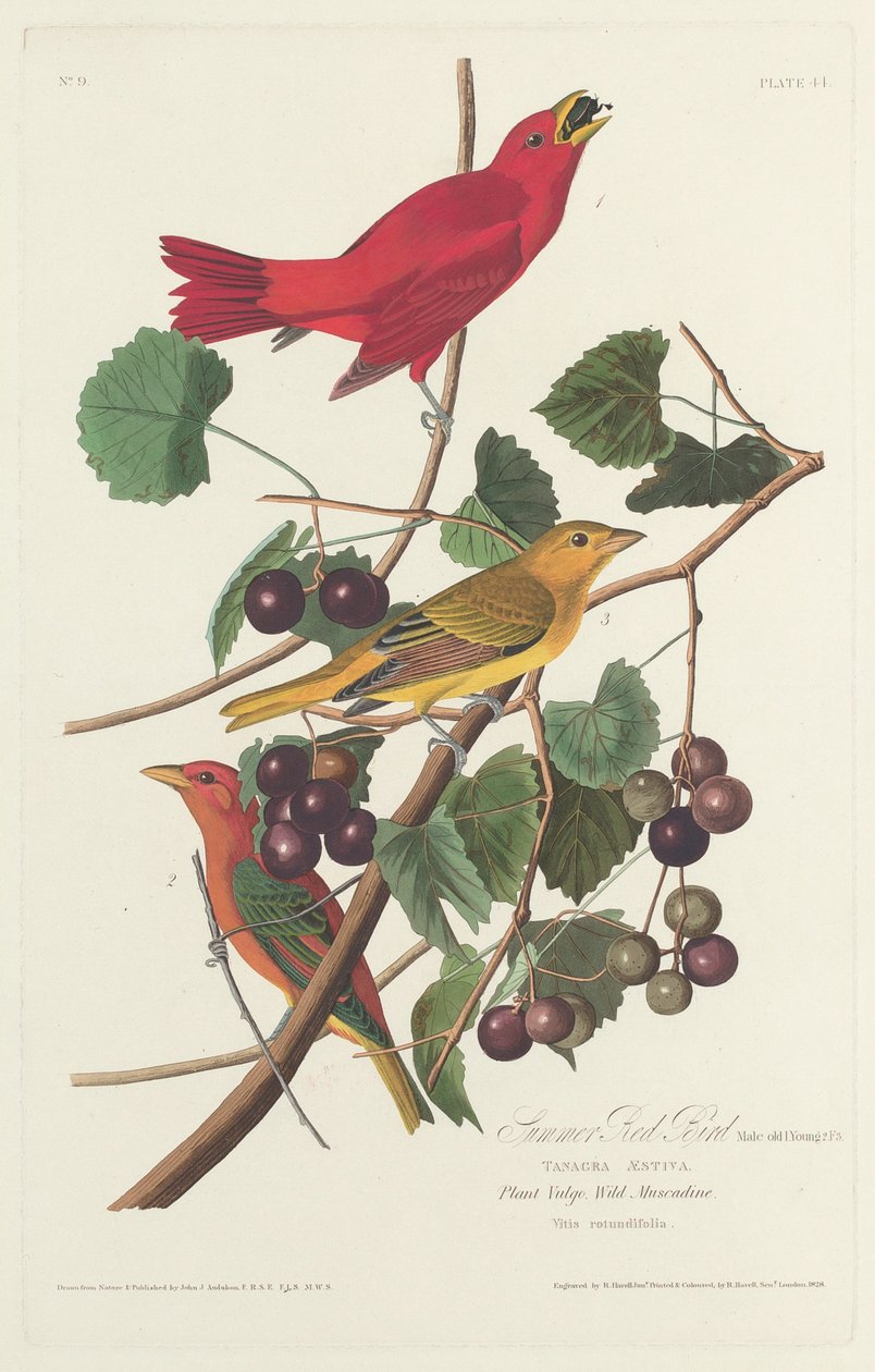 Yaz Kırmızı Kuşu, 1828. by Robert Havell