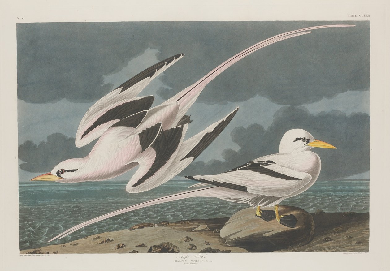 Tropik Kuş, 1835. by Robert Havell