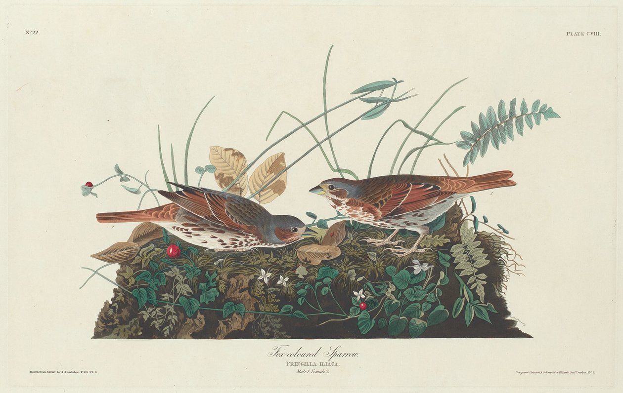 İki renkli Serçe, 1831. by Robert Havell