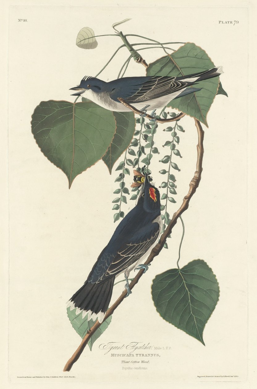 Tiran Sinekkapan, 1830. by Robert Havell