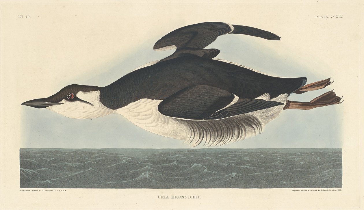 Uria Brunnichii, 1835. by Robert Havell
