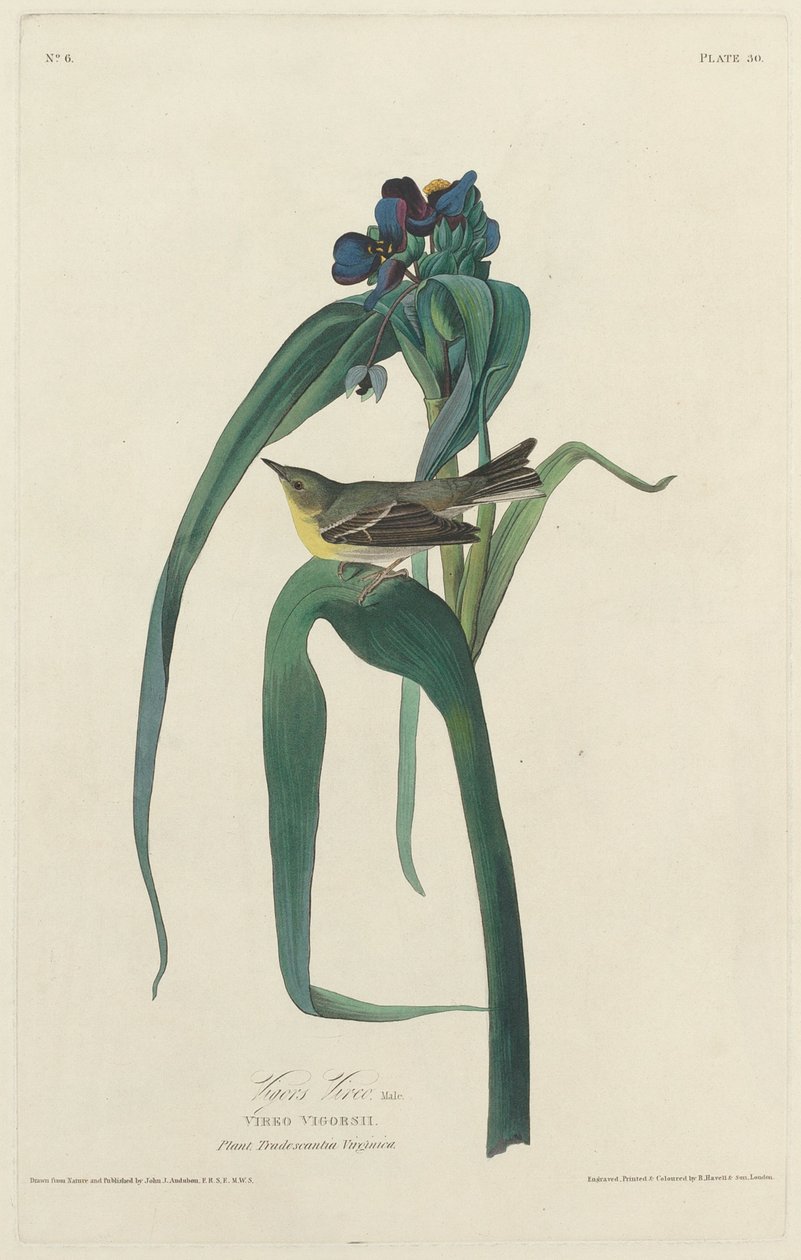 Vigors Vireo, 1828. by Robert Havell