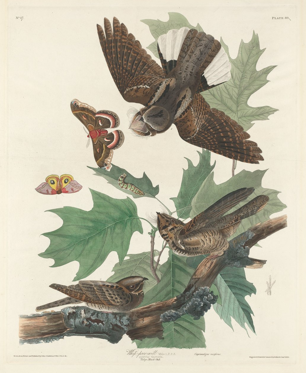 Kırbaç-fakir-irade, 1830. by Robert Havell