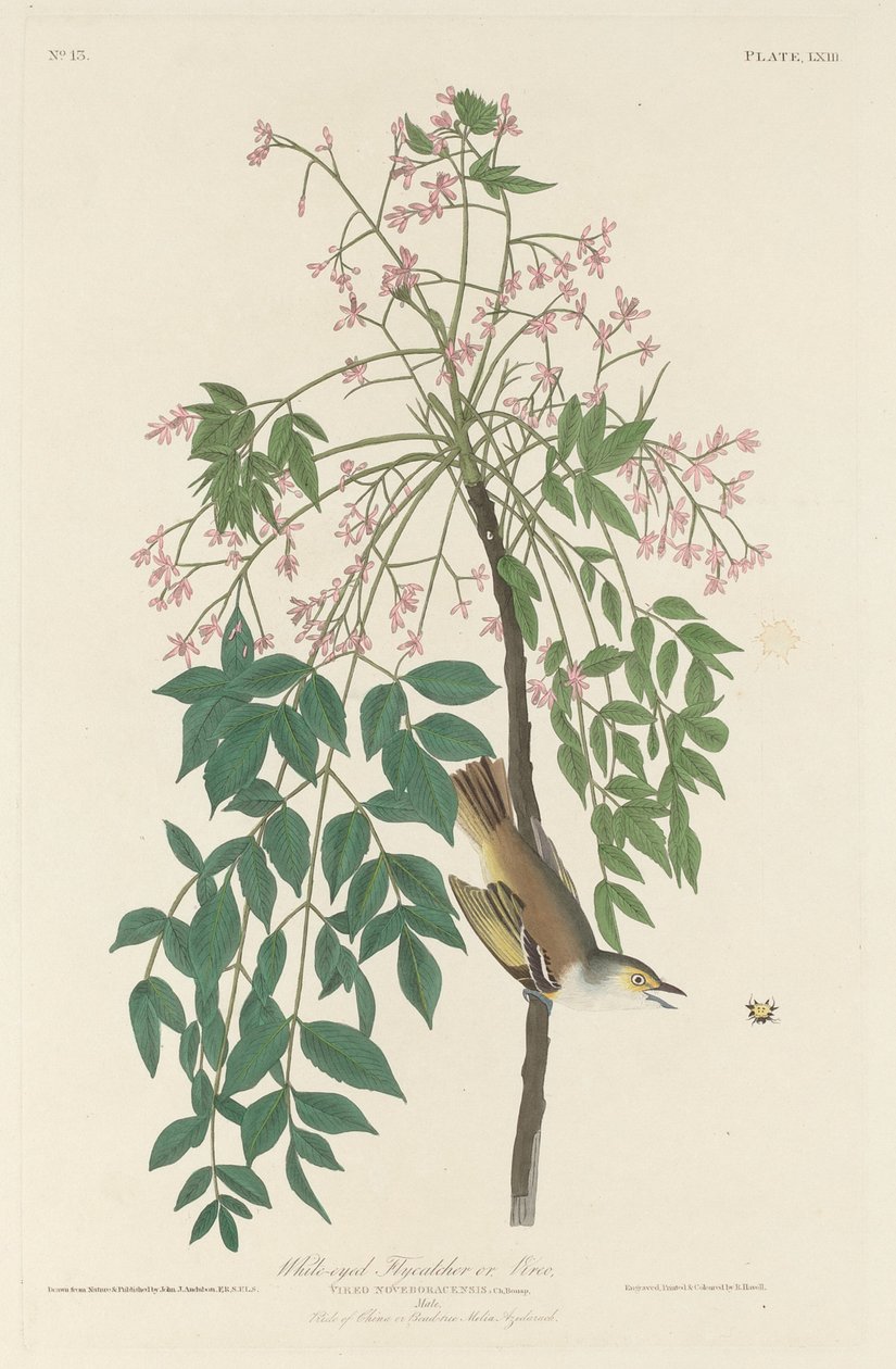 Beyaz gözlü Sinek Avcısı, 1829. by Robert Havell