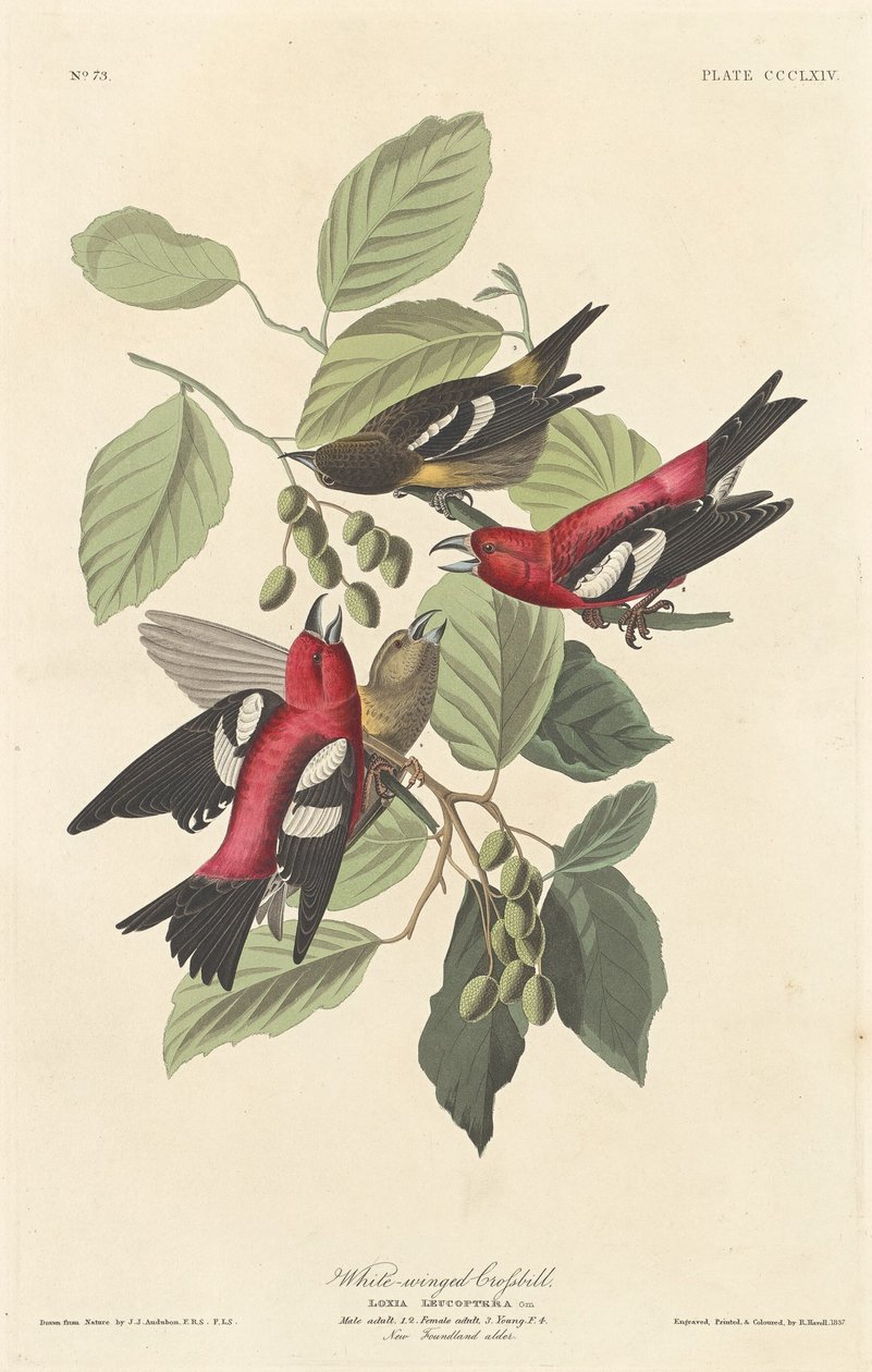 Beyaz kanatlı Crossbill, 1837. by Robert Havell