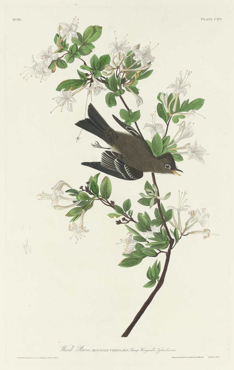 Ahşap Pewee, 1831. by Robert Havell