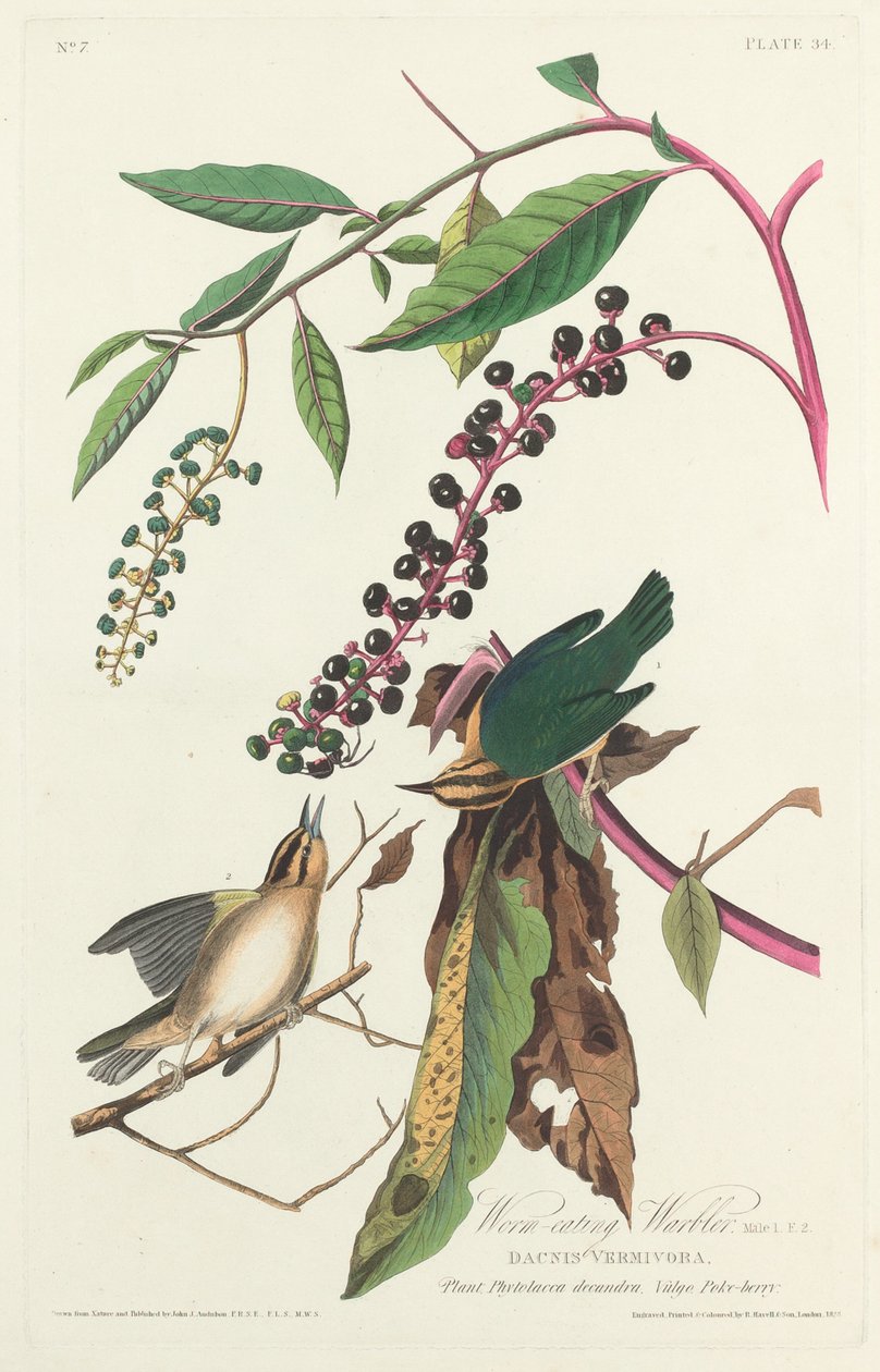 Solucan yiyen ötleğen, 1828. by Robert Havell