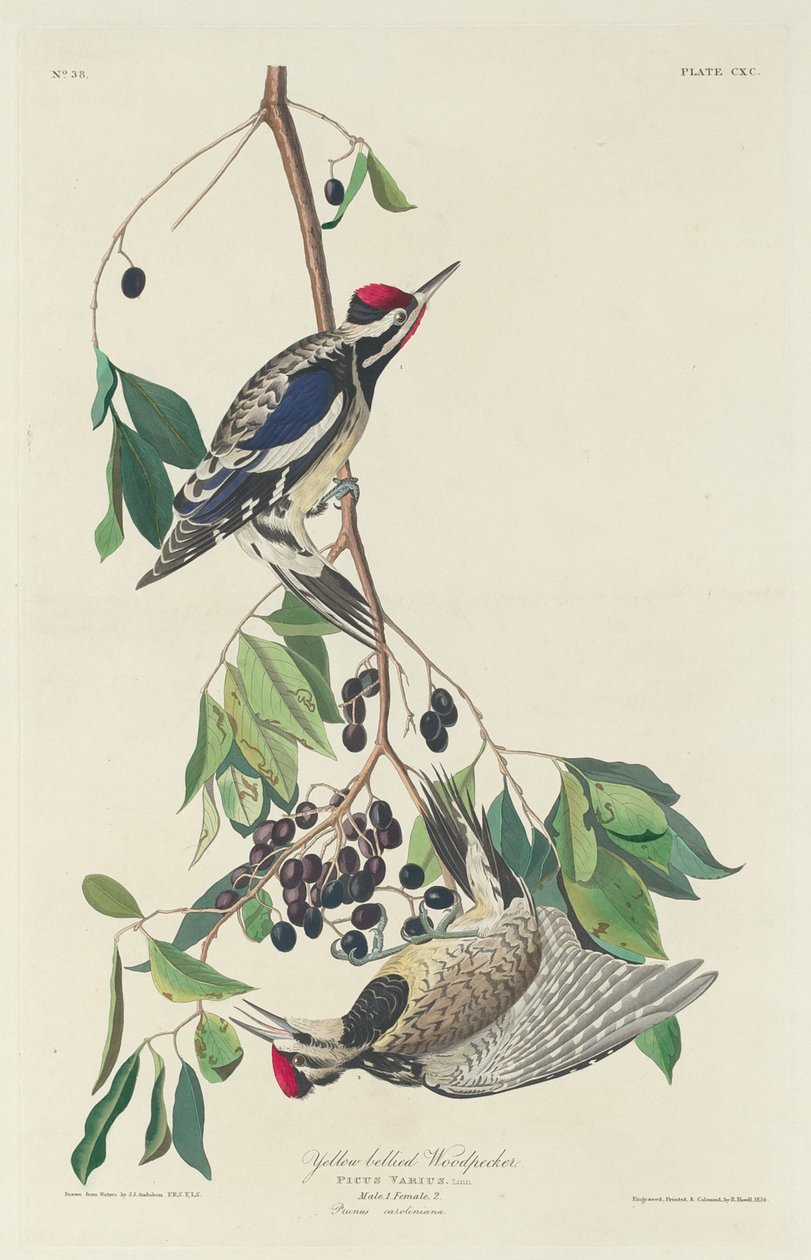 Sarı karınlı ağaçkakan, 1834. by Robert Havell