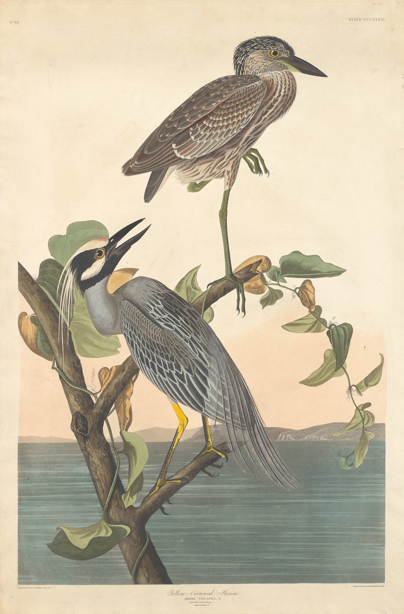 Sarı taçlı balıkçıl, 1836. by Robert Havell