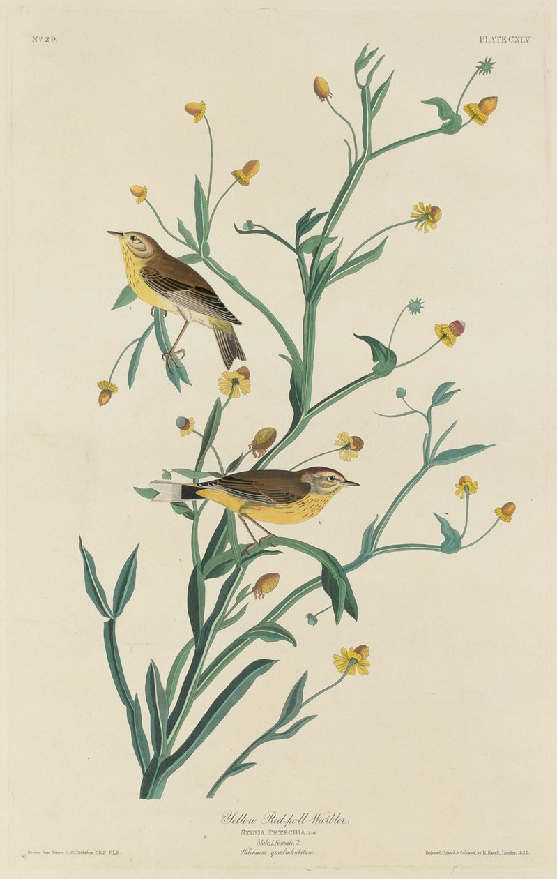 Sarı Kırmızı-Anket Ötleğen, 1832. by Robert Havell
