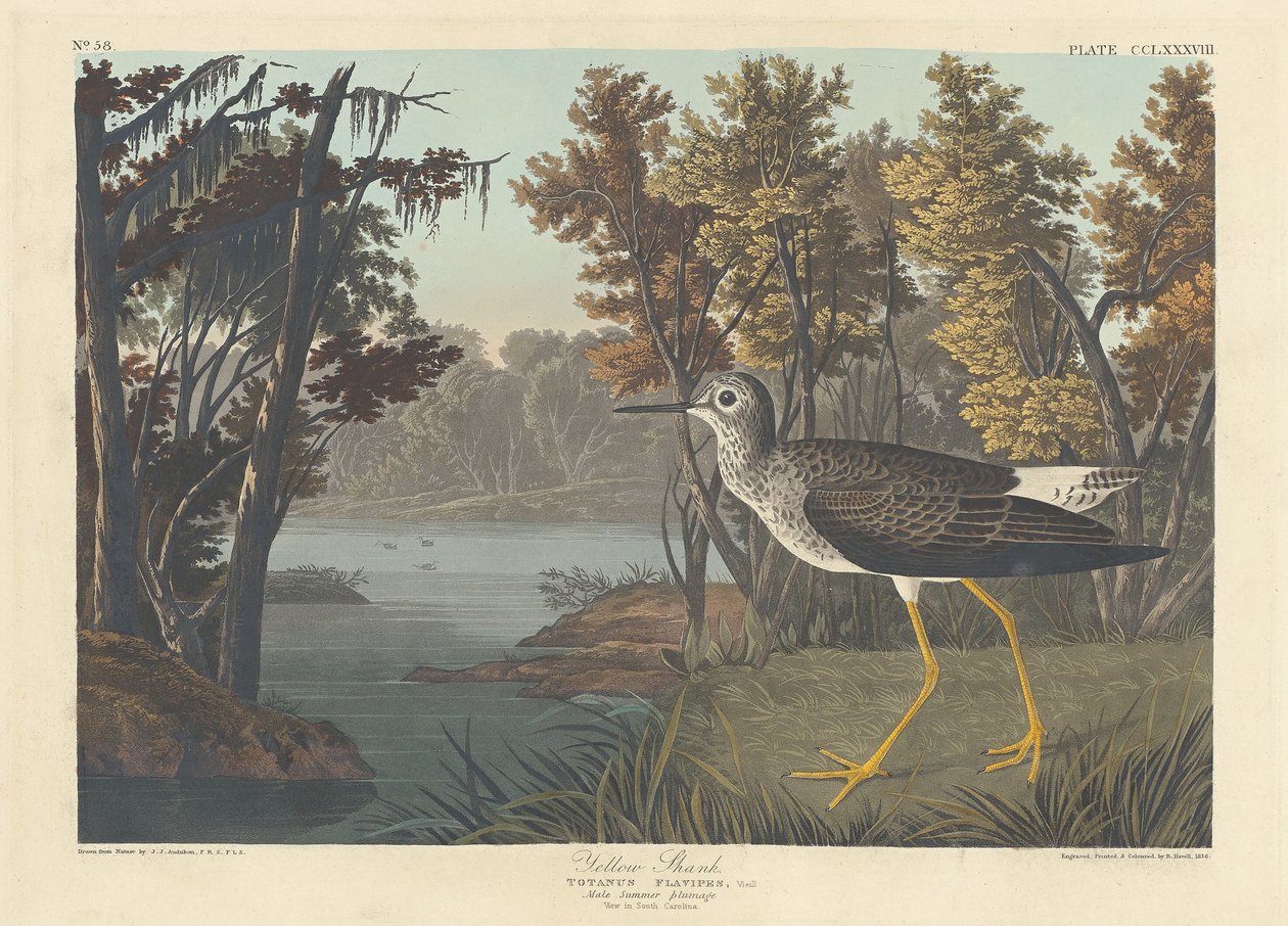 Sarı Sap, 1836. by Robert Havell