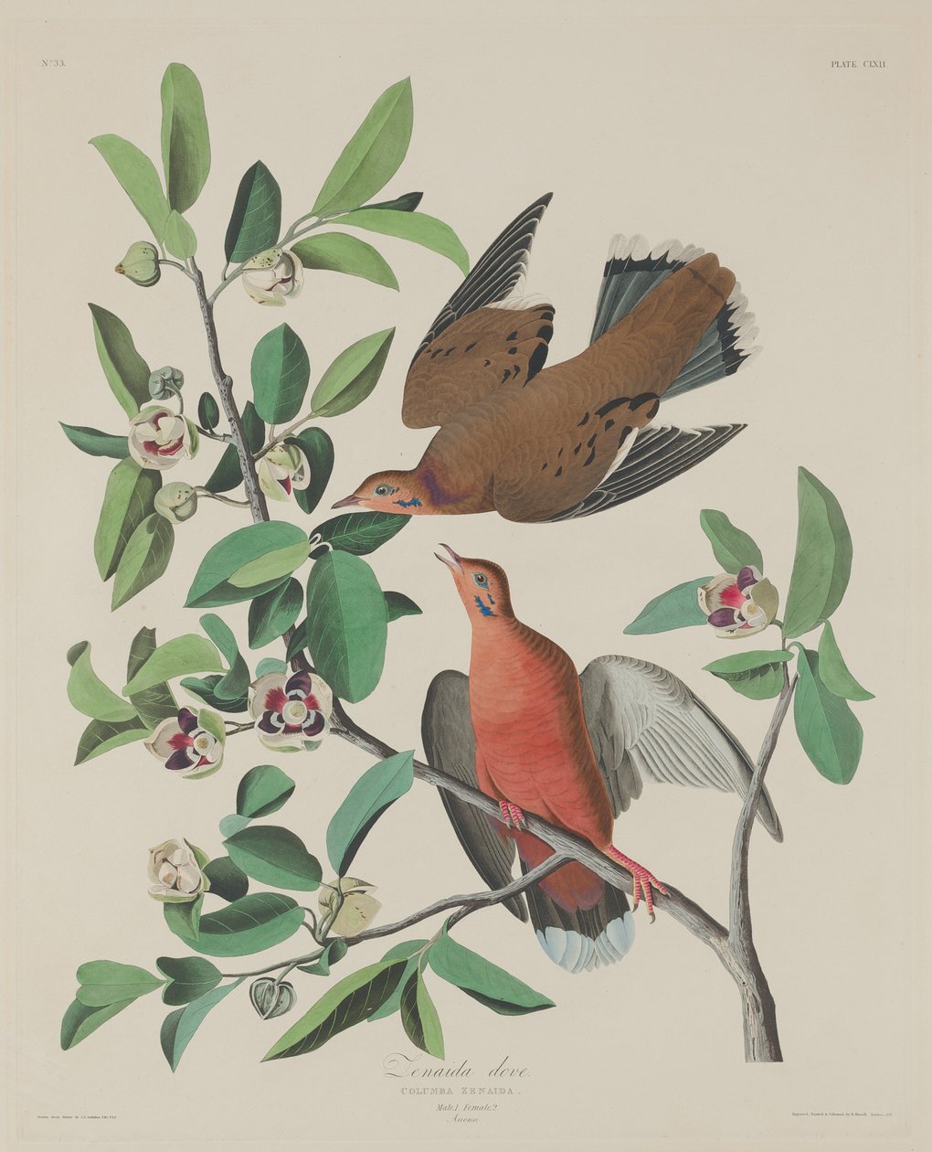 Zenaida Güvercini, 1833. by Robert Havell